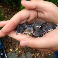 Baby birds from the nesting boxes at Freshkills Park