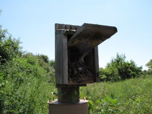 Cavity Nesting Birdbox