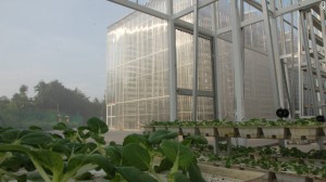 Sky Farm in Singapore