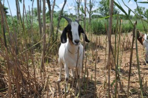 goat at Freshkills Park