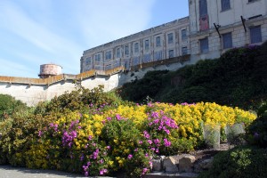 alcatrazsedum