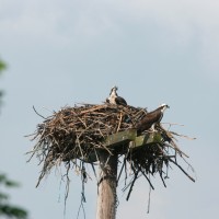 Osprey nest – Harry Szarpanski