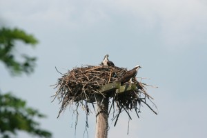Osprey nest - Harry Szarpanski