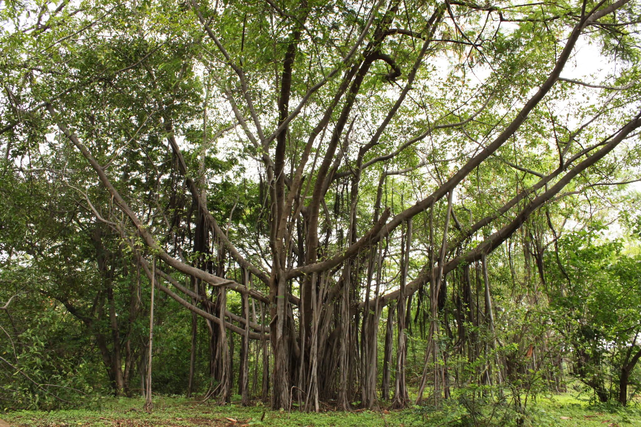 Farther Afield: Mahim Nature Park in Mumbai - Freshkills Park