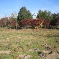 Tree Planting