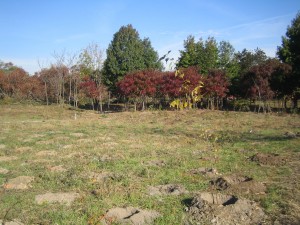 Tree Planting