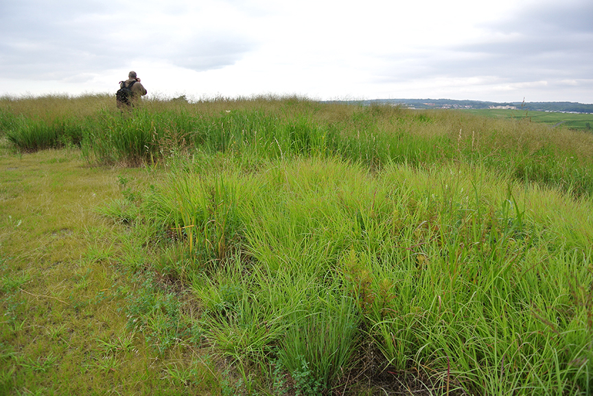 FreshkillsPark_CapturingChange