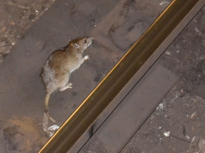 Rat_in_NYC_subway_3