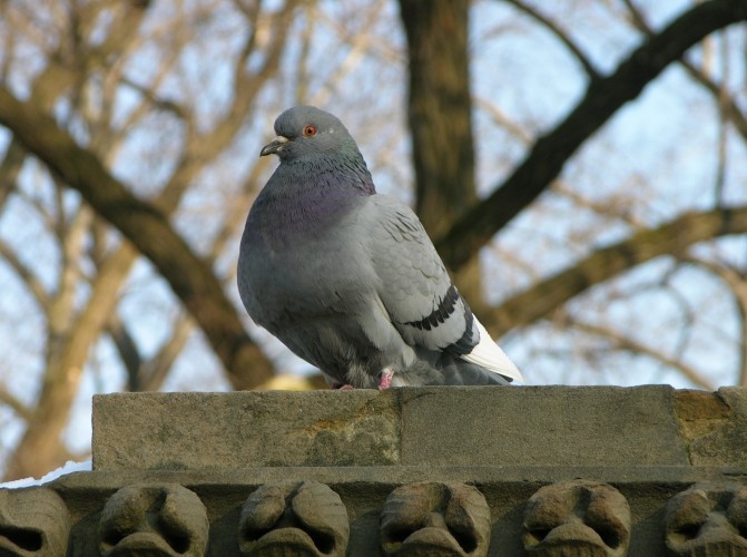 Rock_Pigeon_Columba_livia_3264px