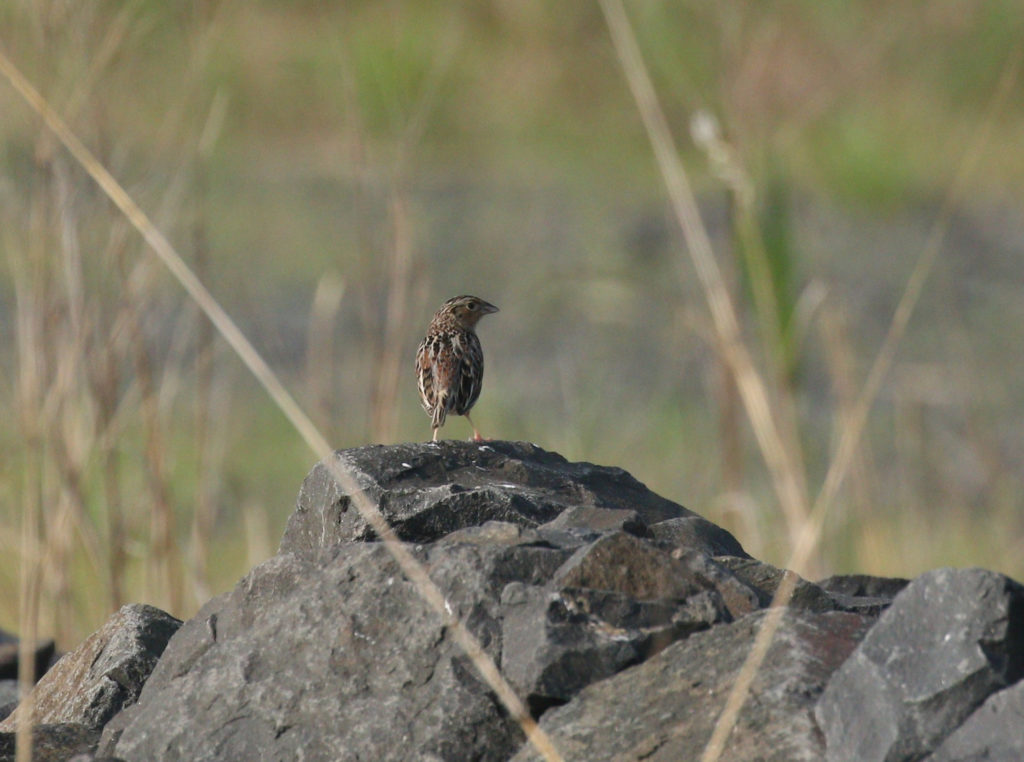 Grasshopper Sparrow. (Photo: José Ramírez-Garofalo)