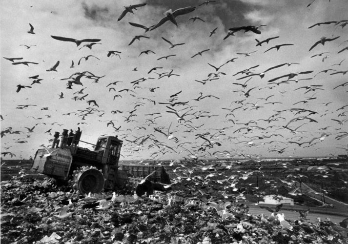 Birds fly over the piles of garbage at the Fresh Kills Landfill in 1993. Image courtesy of the Staten Island Advance and Staten Island Institute Archives.