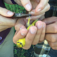 Yellow warbler. (Photo: Rachel Ayers)