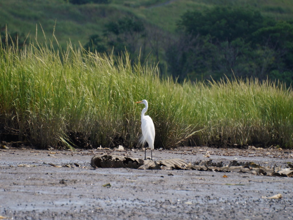 Great Egret. (Photo: Micha Bochart)