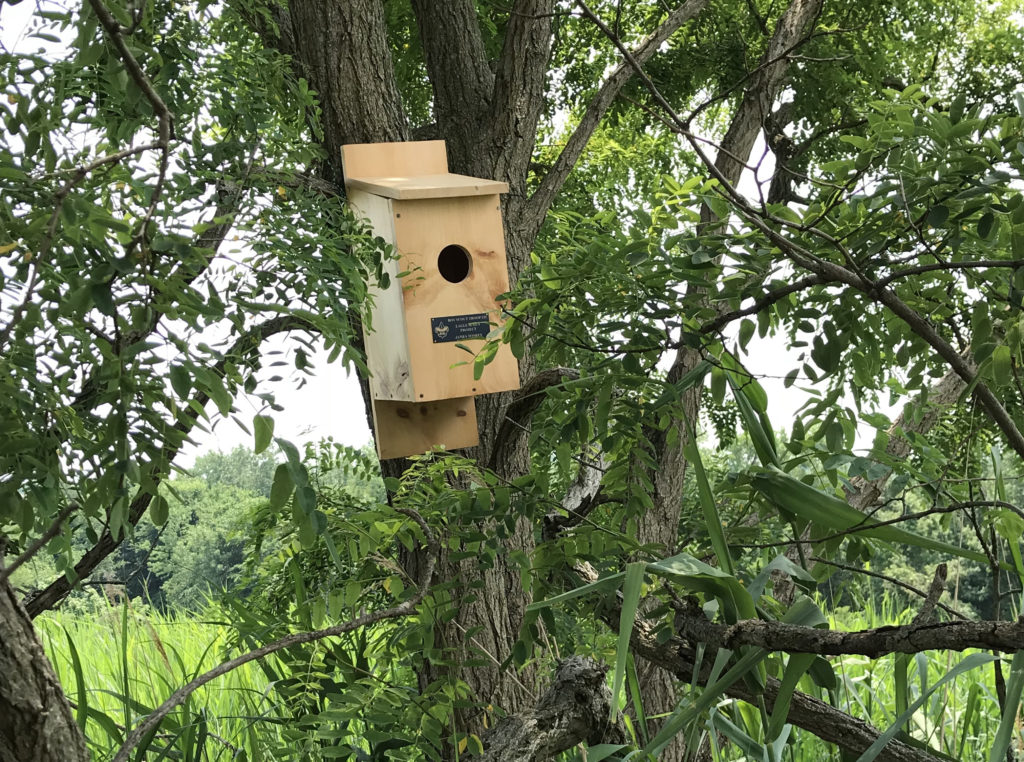 Kestrel Boxes Installed for Eagle Scout Project Freshkills Park