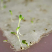 Plantable Paper