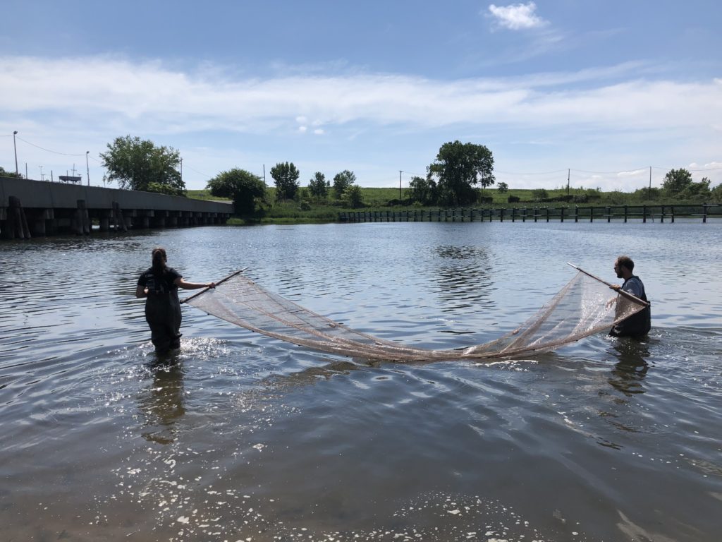 Fish seining