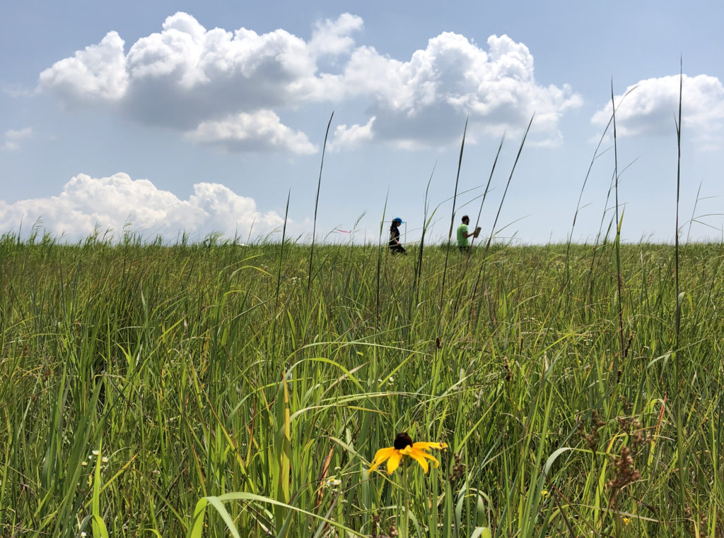 Grassland Research