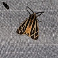 Mothing at Freshkills Park