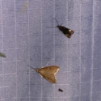 Mothing at Freshkills Park