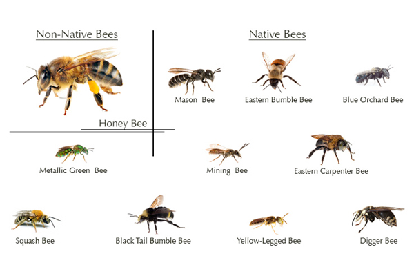 A Guide to Bee Species - Gardening