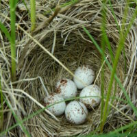 Byers_Grasshopper Sparrow Nest and Eggs_Photo