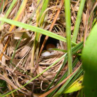 Byers_Sedge Wren Nest and Eggs_Photo