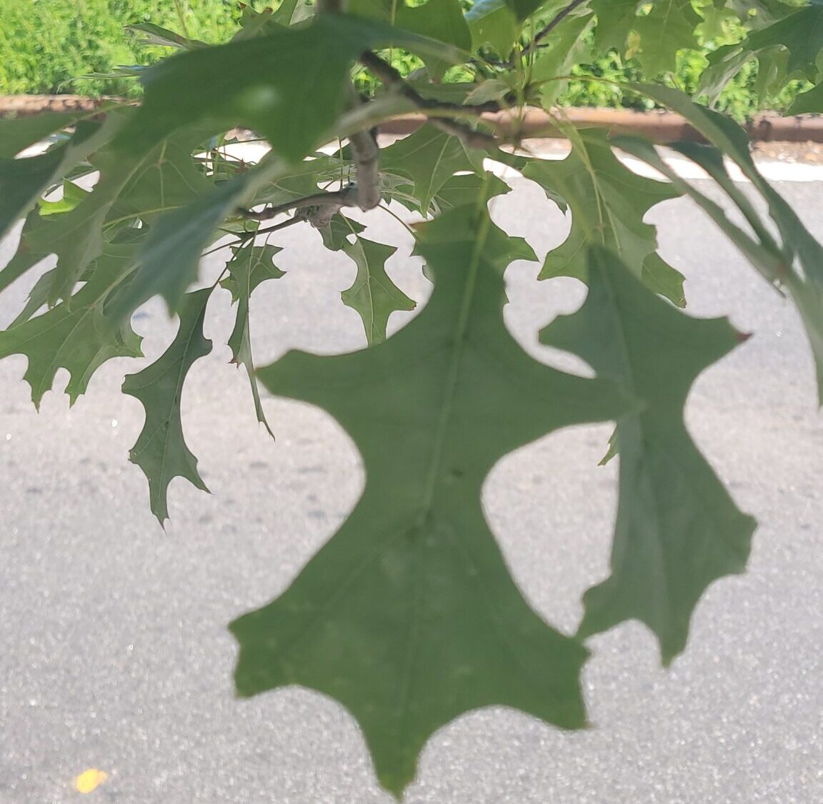 iNaturalist Scavenger Hunt Trees of the New Springville Greenway