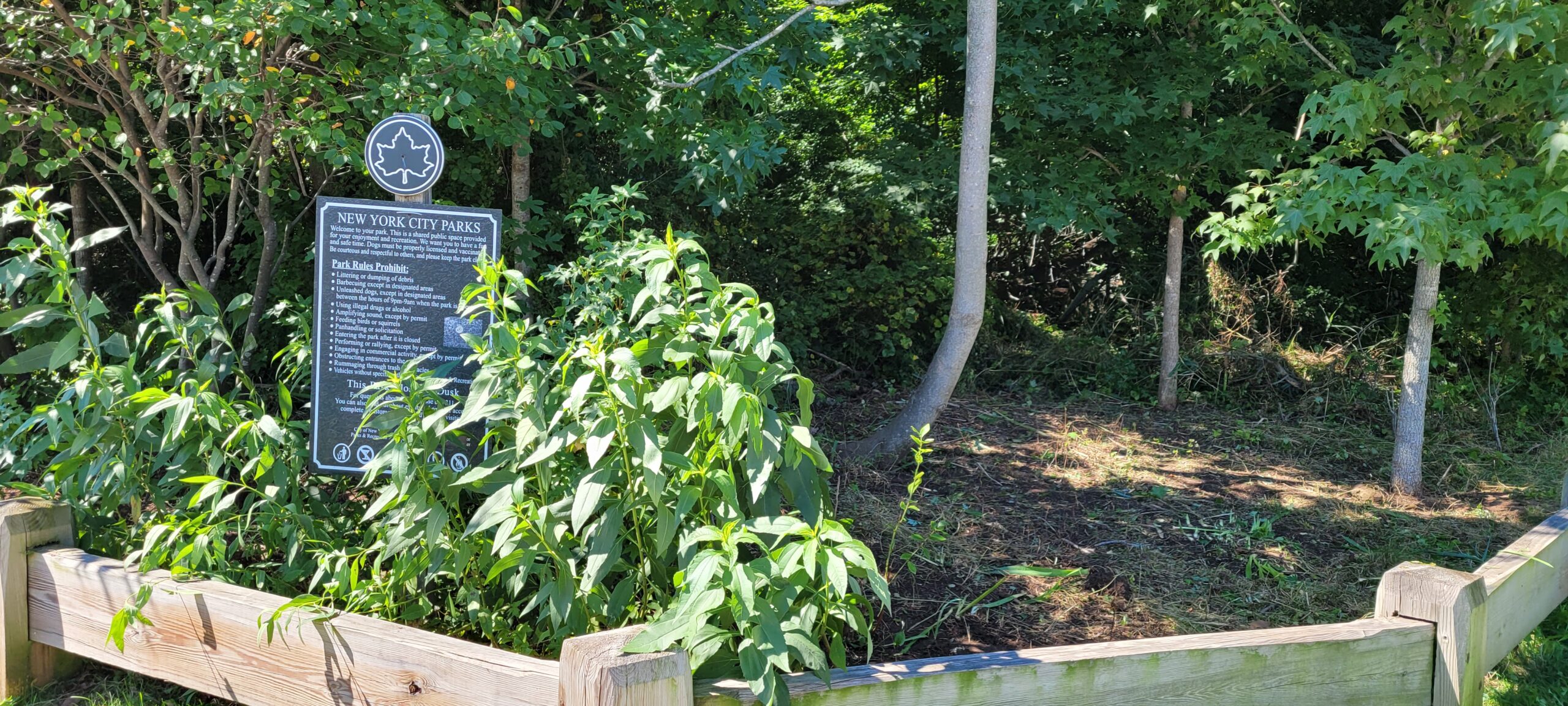Daffodil Project Planting The New Springville Greenway Freshkills Park