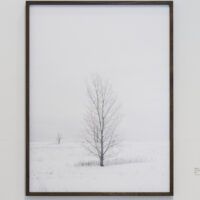 Volunteer Trees, Winter, 2021