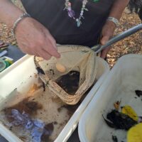  Collecting Wetland Creatures